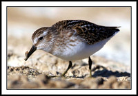Sandpiper