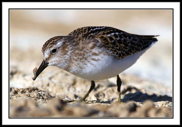 Sandpiper
