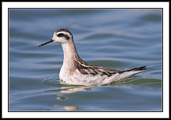 Wilson's Phalarope