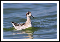 Wilson's Phalarope