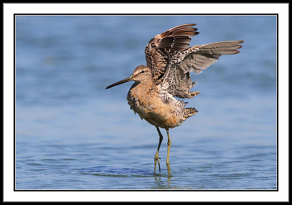 Dowitcher