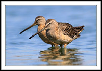 Dowitcher pair