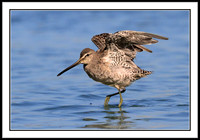 Dowitcher