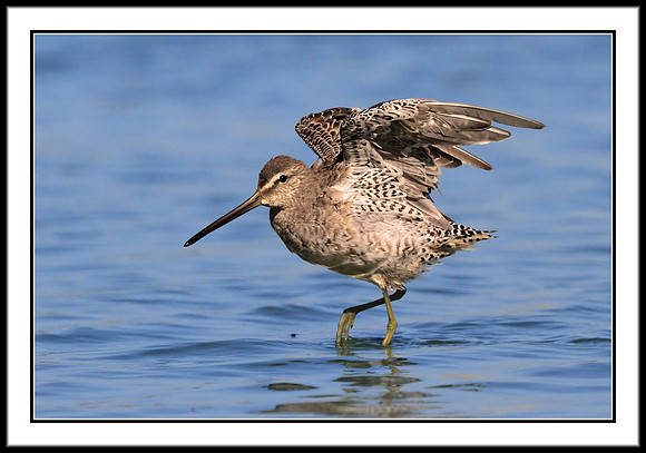 Dowitcher