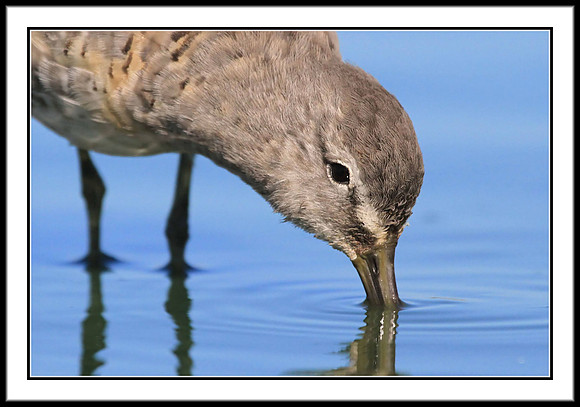 Dowitcher