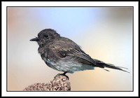 Black Phoebe