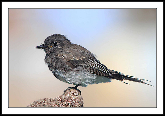 Black Phoebe