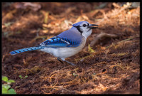 Blue Jays