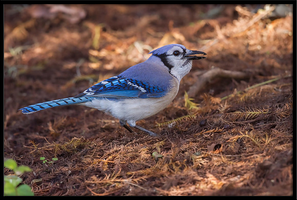 Blue Jay