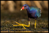 Purple Gallinule