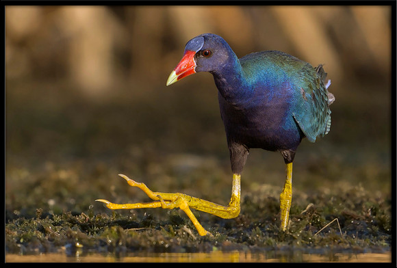 Purple Gallinule
