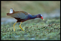 Purple Gallinule