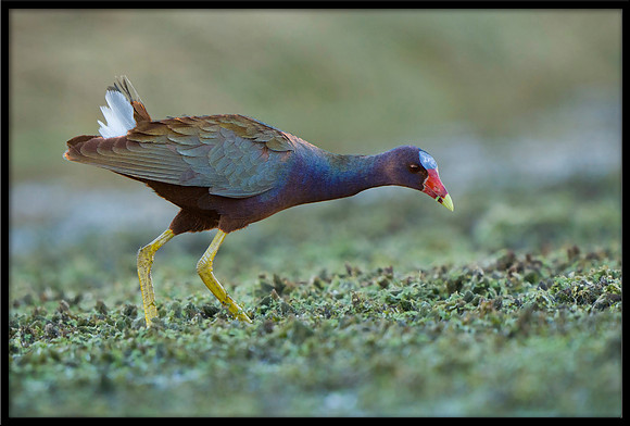 Purple Gallinule