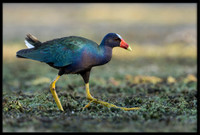 Purple Gallinule