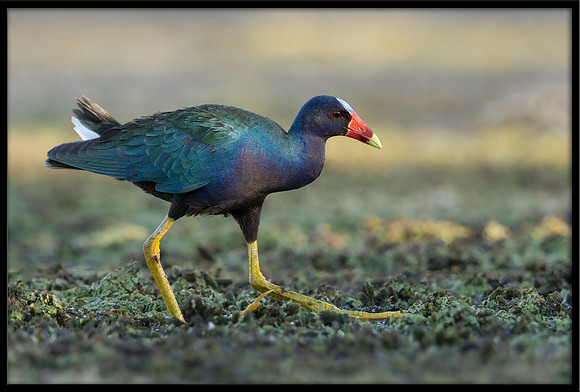 Purple Gallinule