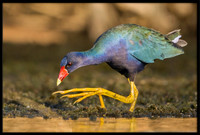 Purple Gallinule