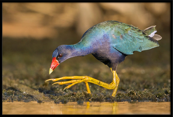 Purple Gallinule