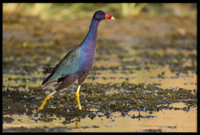 Purple Gallinule