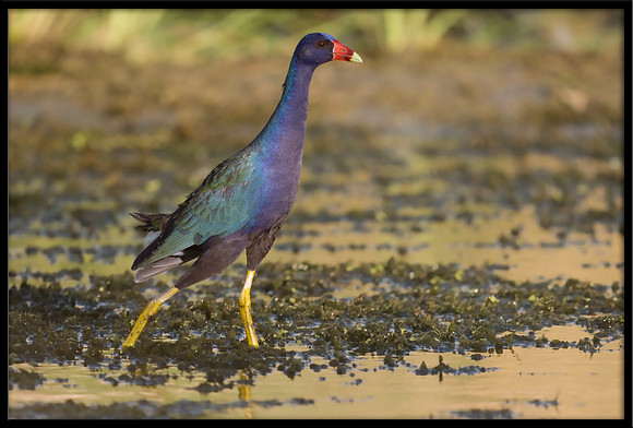 Purple Gallinule