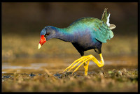 Purple Gallinule