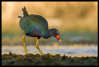 Purple Gallinule
