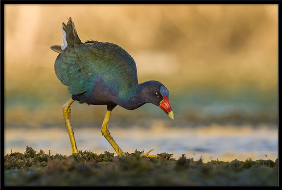 Purple Gallinule