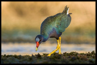 Purple Gallinule