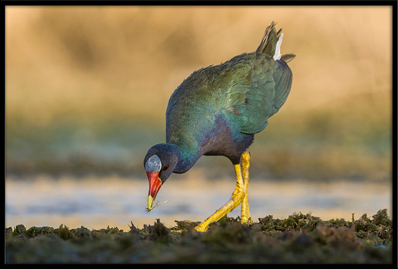 Purple Gallinule