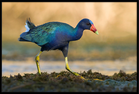 Purple Gallinule