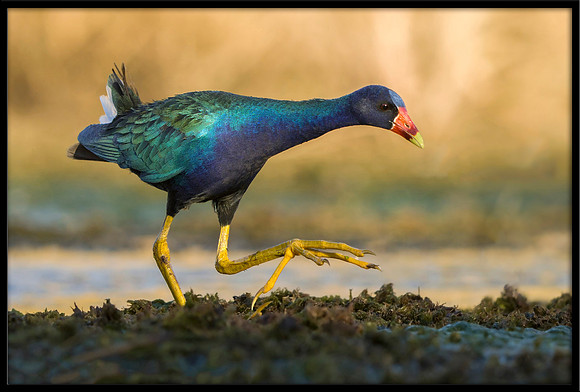 Purple Gallinule