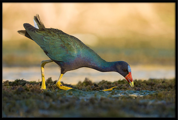 Purple Gallinule