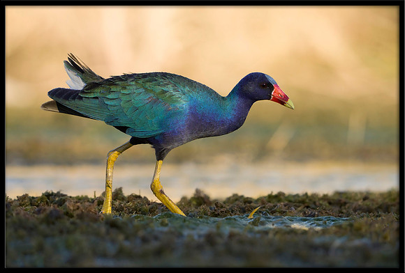 Purple Gallinule