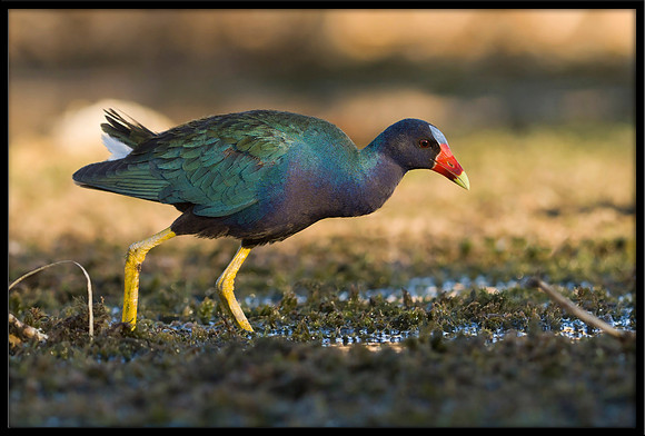 Purple Gallinule