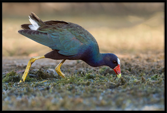 Purple Gallinule
