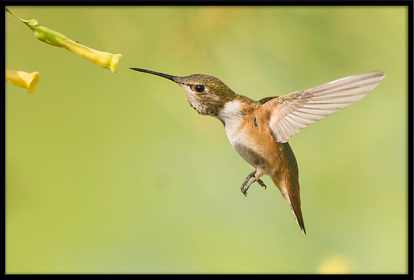 Rufous Hummingbird