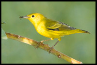 Yellow Warbler