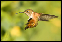 Rufous Hummingbird