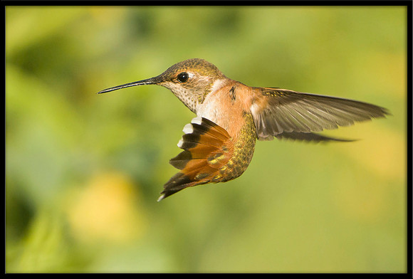 Rufous Hummingbird