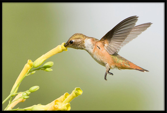 Rufous Hummingbird