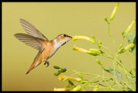 Rufous Hummingbird