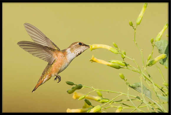 Rufous Hummingbird