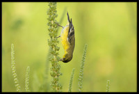 Lesser Goldfinch
