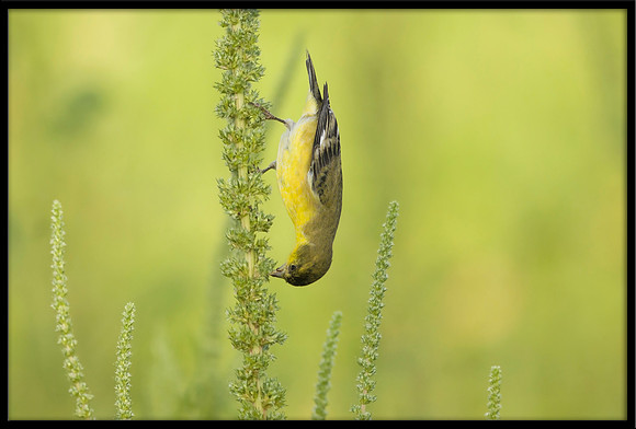 Lesser Goldfinch