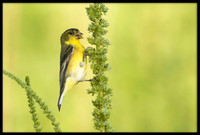 Lesser Goldfinch