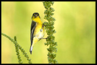 Lesser Goldfinch