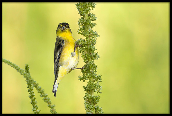 Lesser Goldfinch