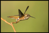 Rufous Hummingbird