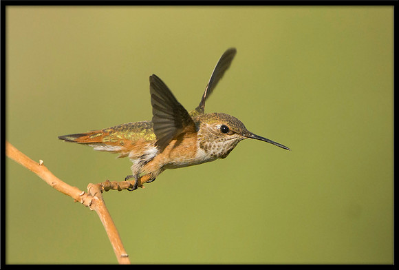 Rufous Hummingbird