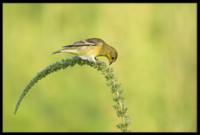 Lesser Goldfinch