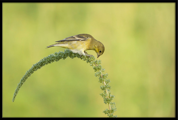 Lesser Goldfinch